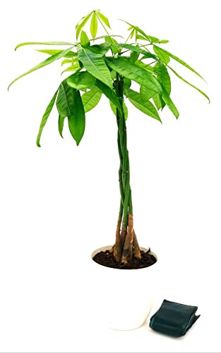 PACHIRA ACQUATICA IN VASO CERAMICA BIANCO A RIGHE, vaso 17cm diametro, altezza 70/80cm, pianta vera