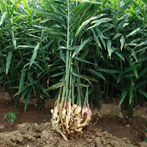 Saterkali Ingwer-Kurkuma-Samen, 100 Stück Ingwer-Kurkuma-Samen, mehrjähriges Gemüse, Topfpflanze, Bonsai-Pflanze, Gartendekoration