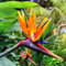 Nouveau frais 70pcs graines de fleurs oiseau du paradis