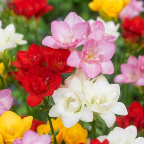 GreenboutiQ - Freesia Double Mix - Blumenzwiebeln - 40 Stück - 5/6 Zwiebelgröße - XXL Pack