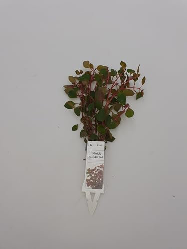 Wasserpflanzen Aquarium 1 schöne volle Bundpflanze wählen Sie selbst + 2 kleine Mooskugeln 1-2 cm (Ludwigia Super Red)