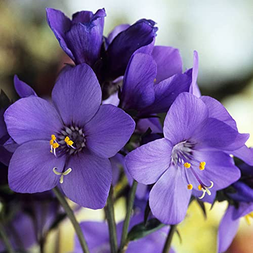 Polemonium Bressingham Purple Jacobs Ladder Upright Perennial Garden Shrub (10-30cm Incl. Pot)