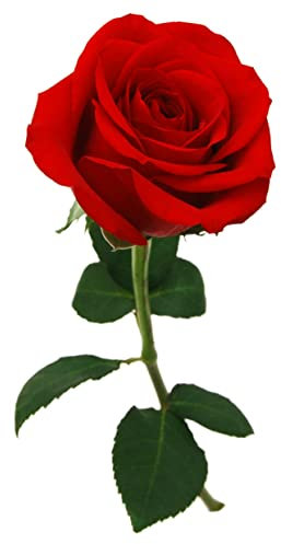 Rose Plant - Hybrid Tea 'Deep Secret' - 1 x Full Plant in 5L Pot - Red Rose - Potted Rose - Red Rose Plants - Potted Plant - Garden Ready + Ready to Plant - Premium Quality Plant