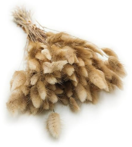 Enchanted Dekogras Getrocknetes Gras Ziergras Hasenschwänze Lagurus Ovatus Samtgras Häschen-Schwanzgras Trockenblumen Natürlich Boho 120 - 150 Stück 100 g Naturfarbe