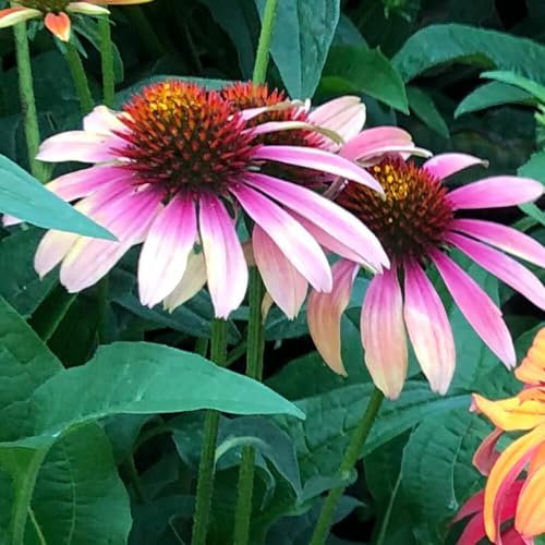 Echinacea purpurea Green Twister | Bienfreundliche Staude von Intragarten | winterhart und mehrjährig | Sonnenhut im Topf gewachsen (Green Twister)