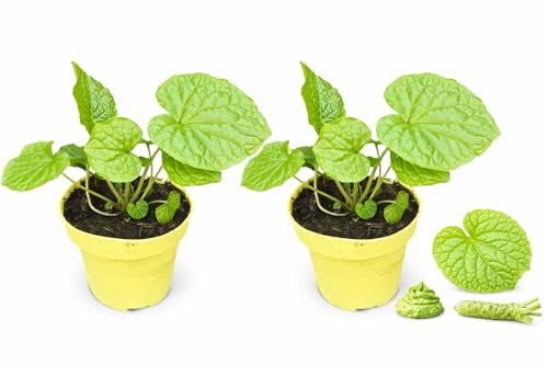 POWERS TO FLOWERS - WASABIA JAPONICA, PIANTA DEL WASABI, 2 PIATE, VASO 12CM DIAMETRO, pianta vera