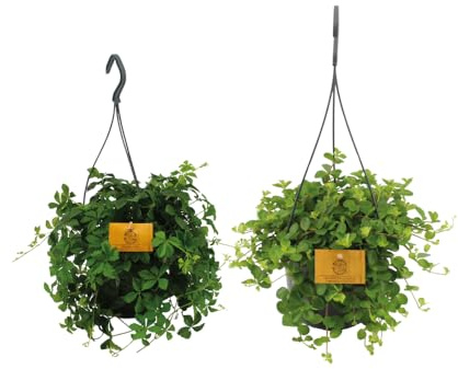 Oasis of Life Hängepflanzen-Duo Zimmerpflanze 2 Pflanzen Ø15 cm ca. 25 cm