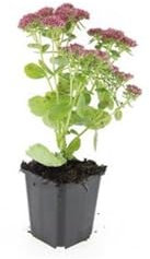 Sedum 'Herbstfreude' | 12 pièces - 10-25cm - Ø9cm - Plante de jardin