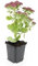 Sedum 'Herbstfreude' | 12 pièces - 10-25cm - Ø9cm - Plante de jardin