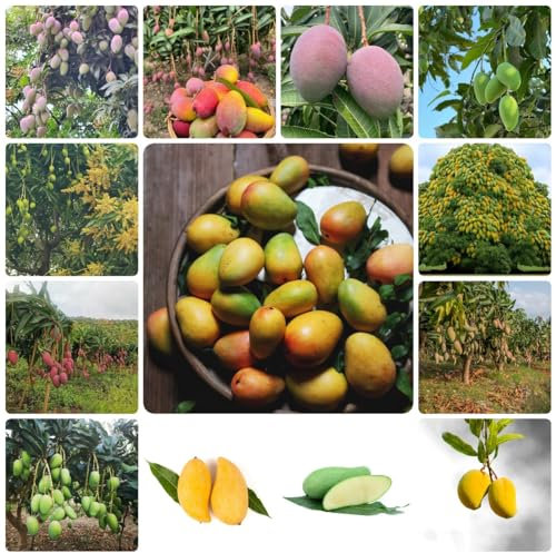 9 pcs mango baum samen - bäume garten winterhart saat bio geschenke mangobaum,Mangifera indica exotische früchte topfpflanzen draußen winterhart obst samen seed büropflanzen pflanzensamen