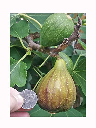 Rare, self Fertile Fig Plant FICUS CARICA 'Brown Turkey'. Brown Fruits, Cold Tolerant 10-15cm Tall Plant in a 9cm Pot