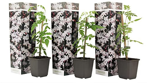 Plant in a Box - Jasminum Officinale - Set de 3 - Jasmijn - Maceta 9cm - Altura 25-40cm