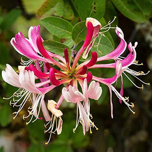 1 pianta da giardino resistente in vaso, rampicante decidua Lonicera 'Serotina'.