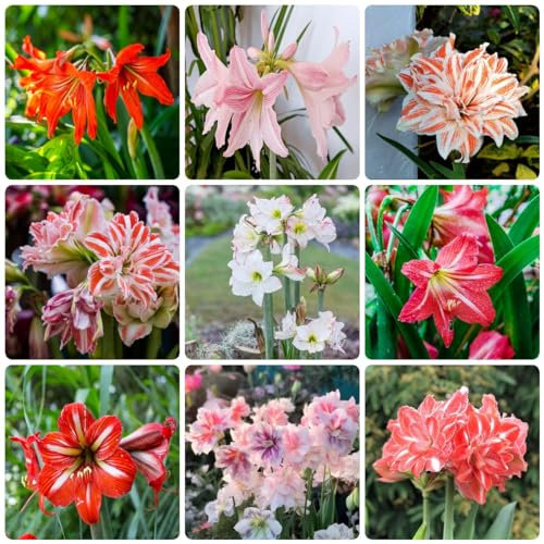 4 pcs amaryllis pflanze zwiebel - zimmerpflanze blumenzwiebeln frühblüher,Hippeastrum rutilum zwiebeln, bonsai topf blumenwiese topfpflanzen plants blumenzwiebel winterharte stauden