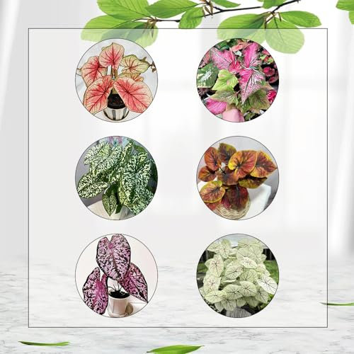350 Pcs Caladium Pflanze Samen, Alocasia Samen, Dachbegrünung Samen, Nachhaltige Geschenke (Caladium Bicolor) Bonsai Samen, Nachhaltige Geschenke Für Frauen Pflanzen Züchten