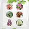 350 Pcs Caladium Pflanze Samen, Alocasia Samen, Dachbegrünung Samen, Nachhaltige Geschenke (Caladium Bicolor) Bonsai Samen, Nachhaltige Geschenke Für Frauen Pflanzen Züchten