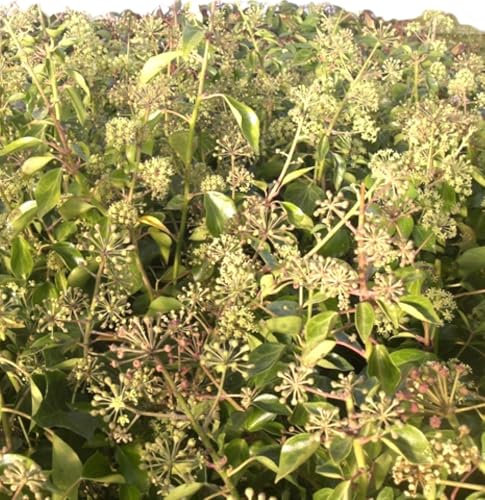 Immergrüner Efeu - Strauch Hedera helix 'Arborescens' 20-30 cm winterhart Freilandaufzucht