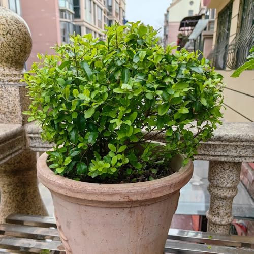 500 pz semi di piante da siepe di ligustro - piante esotiche, semi di pascolo per le siepe di ligustro sempreverde regali sostenibili per le donne regali per gli amanti del giardino,