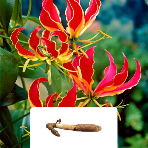 1 Gloriosa Rothschildiana – Exotic Climbing Plant with Crimson Red Flowers – Summer-Flowering Perennial Bulb for UK Gardens – Perfect for Adding a Tropical Touch to Your Landscape