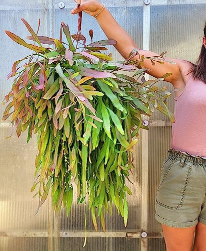 POWERS TO FLOWERS - RHIPSALIS RAMULOSA XXL, vaso 27cm diametro, pianta da interno