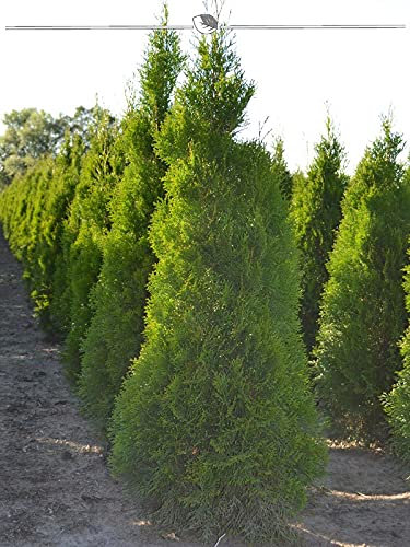 Lebensbaum Thuja Smaragd 100-120 cm IM TOPF. 7 Pflanzen. Thuja Hecke: immergrün