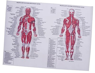 GLEAVI Leinwandposter Muskelsystem 44x33cm Anatomisches Muskelanatomie Diagramm Medizinisches Wandbild Für Schule Zuhause Labor
