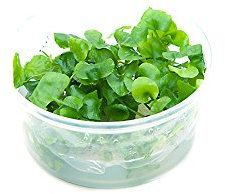 Mini-Seerose aus Taiwan / Nymphoides sp. Taiwan - In-Vitro