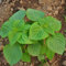 60 semillas de plantas de perilla verde