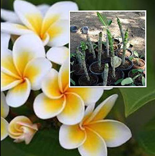 SEMI DI GERMINAZIONE: Plumeria Baum, Frangipani Blüte Weiss-Gelb Stecklinge 7-10 Zoll Zum Anpflanzen:Seeds