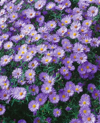 Aster dumosus 'Blauer Gletscher' 9x9 cm Topf – Winterhart, Mehrjährig, Pflegeleicht – Kissen-Aster – Staude für Beet & Rabatte
