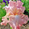 10×Rosa Iris knollen,iris blumenzwiebeln winterhart,geeignet für Gärten und Topfpflanzen(große Knollen, kein Samen)-10zwiebeln