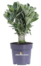 Pianta di Adenium Obesum Oleandro del Madagascar Rosa del Deserto pianta da interno fiore rosa pianta ornamentale pianta vera venduta da eGarden.store