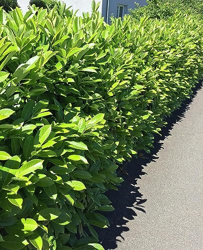 Kirschlorbeer Pflanze (Prunus laurocerasus) – Immergrüne Heckenpflanzen winterhart – Dichte Hecke als Sichtschutz – Schnellwachsend – 125-150 cm – Müller Münchehof