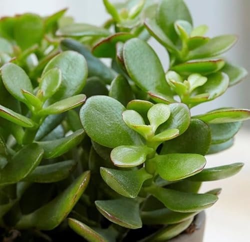 Money Plant JadeCrassula Ovata5 to10cm Cutting Chinese Money Tree No Root Needed