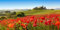 Panorama Leinwandbild - Fotomotiv: Impression aus dem Val d’Orcia in der Toskana - Fotos/Bilder/Wandbilder/Souvenirs aus Italien, Größen Name: 100 x 50 cm