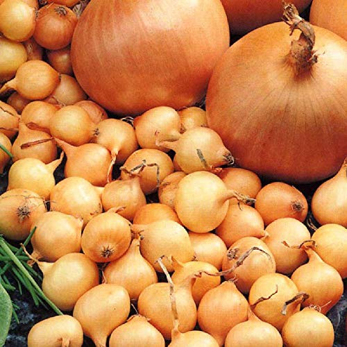Viridis Hortus - Onion Sets - Sturon - 250g's Vegetable Bulbs (Approx. 60-80 Quality Sets Qty are Size Dependent Sold by WEIGHT)