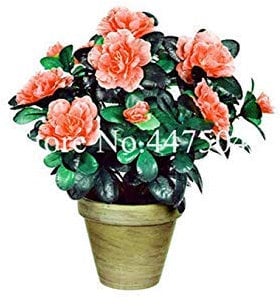. 100 Pcs Rainbow Azalea, Indoor Tree Rhododendron Azalea Iggy Azalea Flower Looks Like Sakura Japanese Cherry Blooms Potte: 11