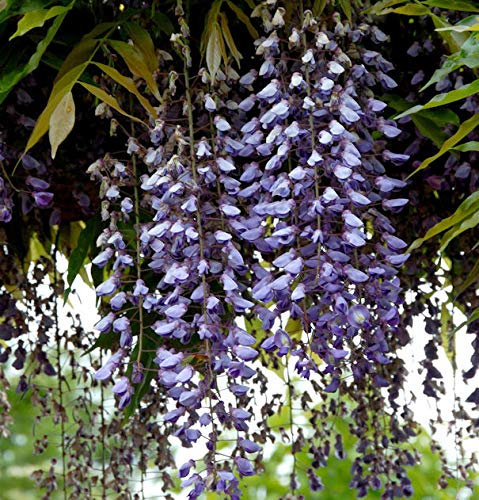 Blauregen Macrobotrys 60-80cm - Wisteria floribunda
