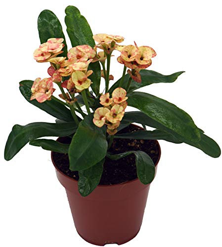 Christusdorn (Euphorbia millii), im 12cm Topf, (Sorte: Zefyr, lachsfarben zweifarbig)