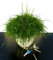 POWERS TO FLOWERS - RHIPSALIS CASSUTHA XL IN VASO CERAMICA BIANCO, pianta vera