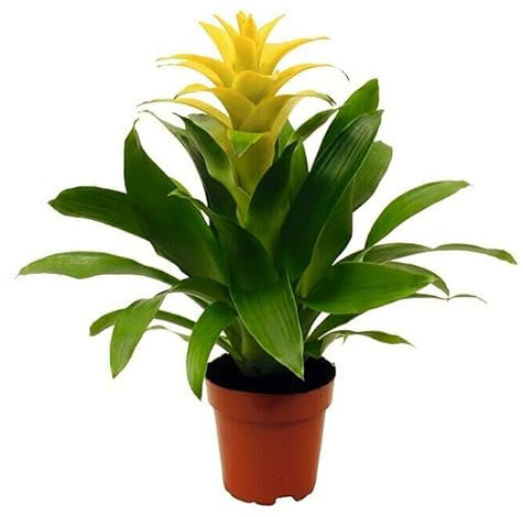 Guzmania Color Amarillo PREMIUM Planta Natural con Flores Amarillas para el Interior del Hogar