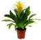 Guzmania Color Amarillo PREMIUM Planta Natural con Flores Amarillas para el Interior del Hogar