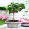 20 Unids Semillas de Cereza Deliciosas Semillas de Frutas Bonsai Decoración de Jardín Planta de Árbol para Plantar Jardín