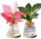 luolety 2 x Pflanzenvermehrungsterrarium, Glaspflanzen-Anzuchtstation, Pflanzenstecklinge, Halter, Desktop-Pflanze, Glasvase, Topf, Blumenvase, Glas für Anbau von Hydrokulturpflanzen (A)
