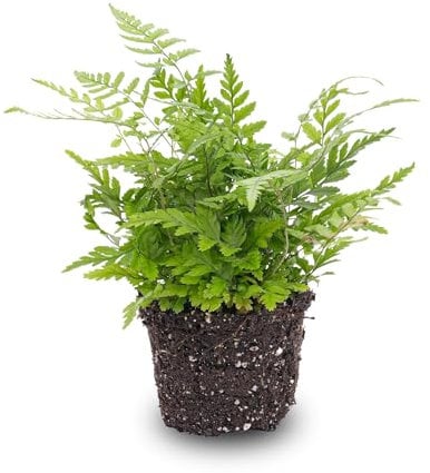 urbanjngl.com - Athyrium spicatum - Zimmer/Terrarium pflanze