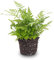 Helecho - Athyrium spicatum - Planta de terrario