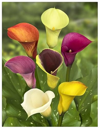 Calla-Lilienzwiebeln,Calla Blumenzwiebeln Winterfest, Elegant, Gartenpflanze,Winterhart Mehrjährig, Blumenzwiebeln,Winterhart-8zwiebeln-A
