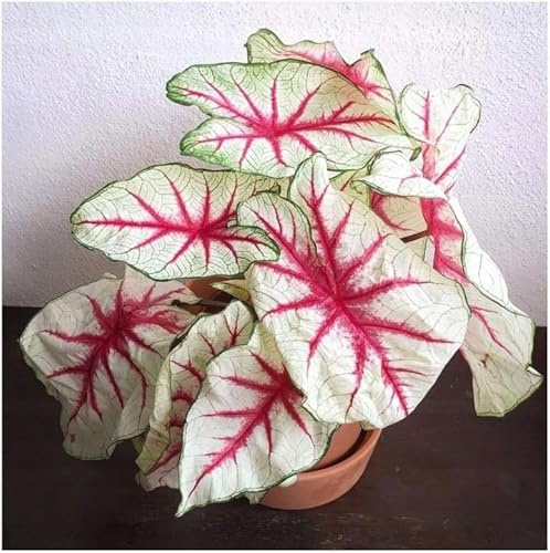 Caladienwiebeln Caladium Kaladie Knollen Onion Sorte Farbe zur Auswahl Mix Weiß Rot Rosa Grün riesige Blätter Gigant (Fiesta 1 Stk.)