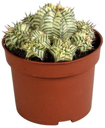Wolfsmilch – Euphorbia meloformis variegata – Ø10,5cm – Zimmerpflanze & Sukkulente – Seltene Euphorbia mit einzigartiger Panaschierung – Pflegeleicht & dekorativ
