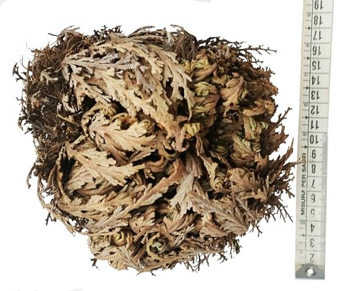 Rosa di Jericho selezionata di grandi dimensioni. XXL